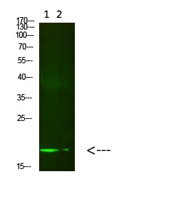 Western Blot analysis of 1) mouse brain, 2) HeLa cells using primary antibody diluted at 1: 500 (4℃ overnight) . Secondary antibody: Goat Anti-rabbit IgG IRDye 800 (diluted at 1: 5000, 25℃, 1 hour).